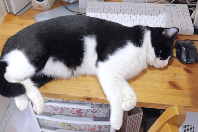 PCデスクで寝る猫写真